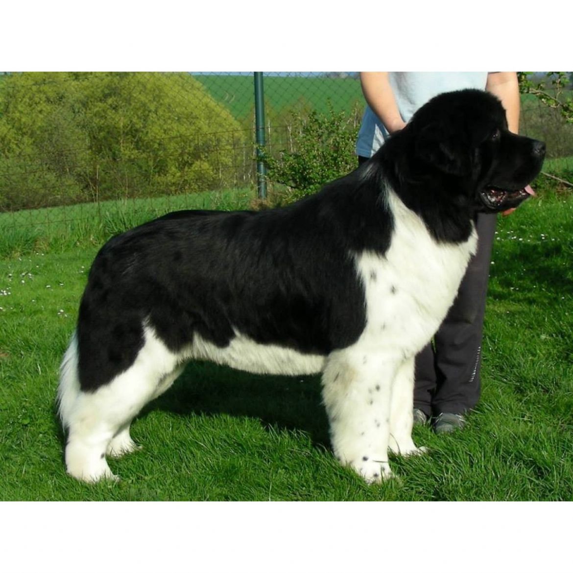 R Another Monty Angels Gaboo (10-12-2012)